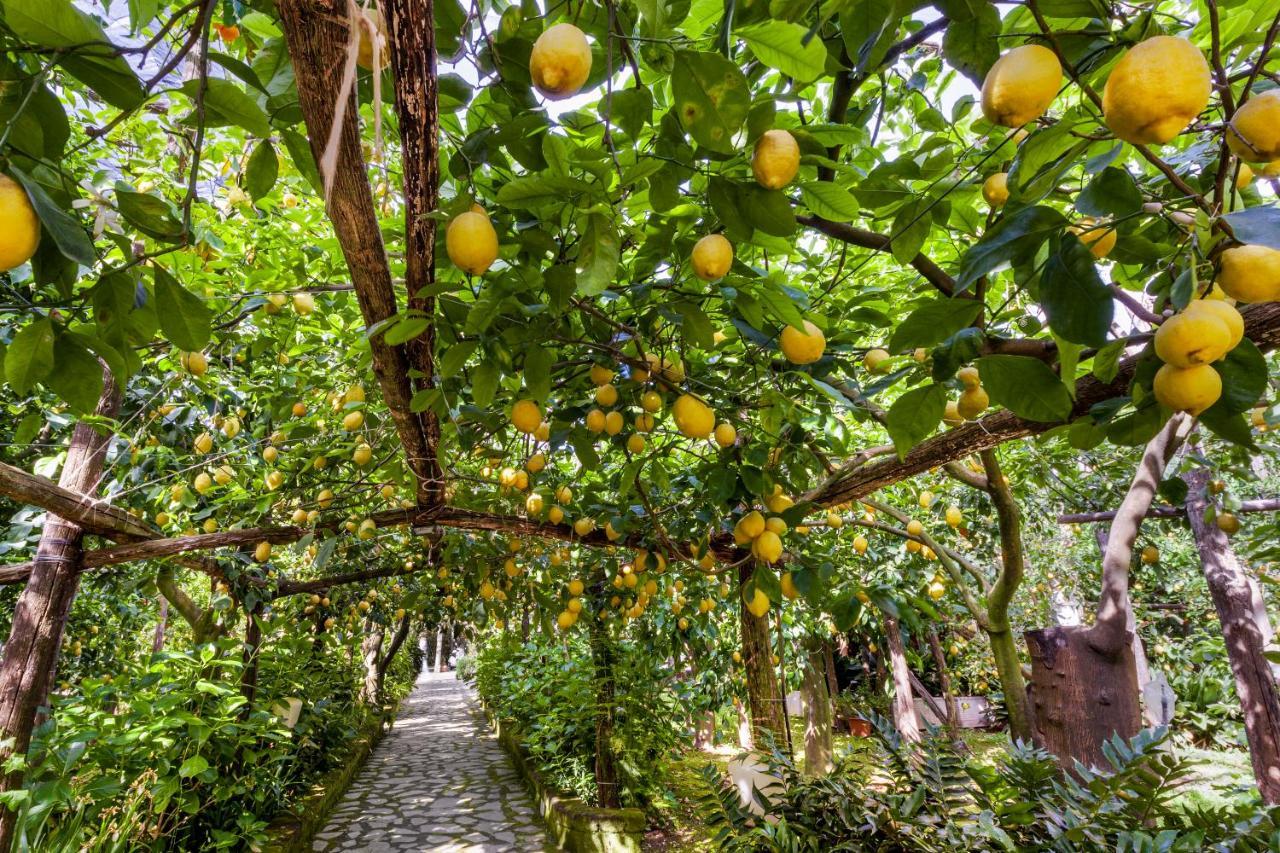 Maresca * Piano di Sorrento